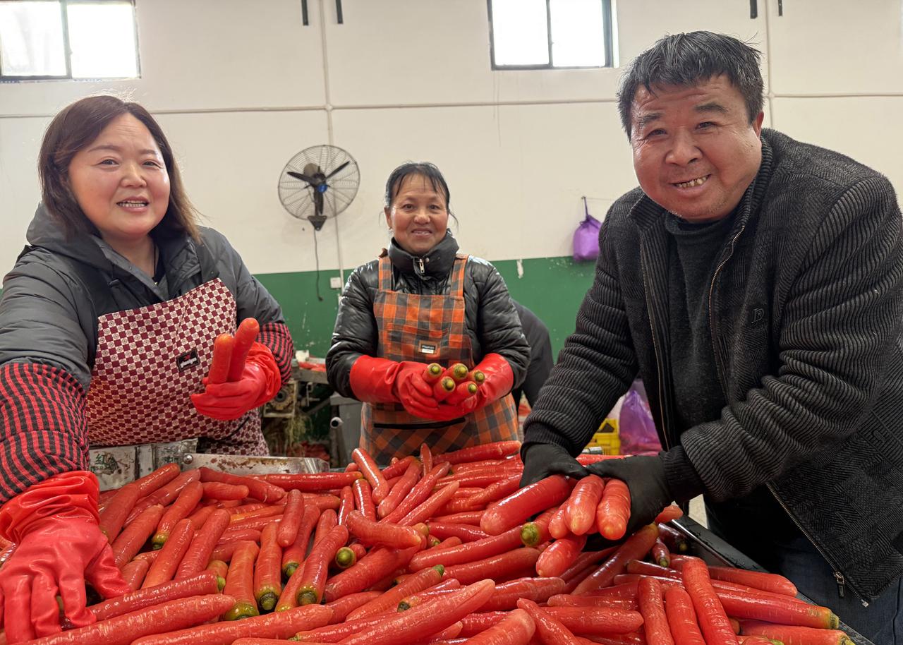 大荔县韦林镇红萝卜精细加工赋能 千名群众就地就业走上致富路
（ 李世居、周丹、赵