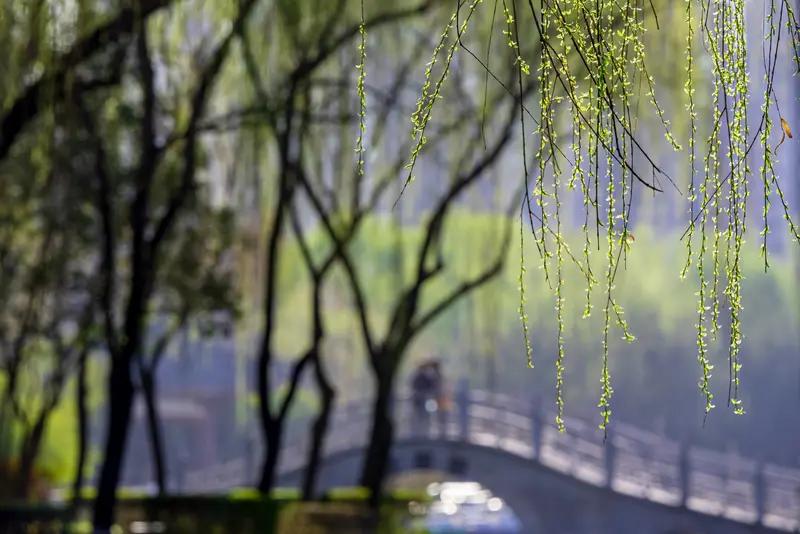 看到“风吹春柳一堤绿”这个上联，瞬间感觉春意扑面而来。这上联描绘出春风轻拂，春柳