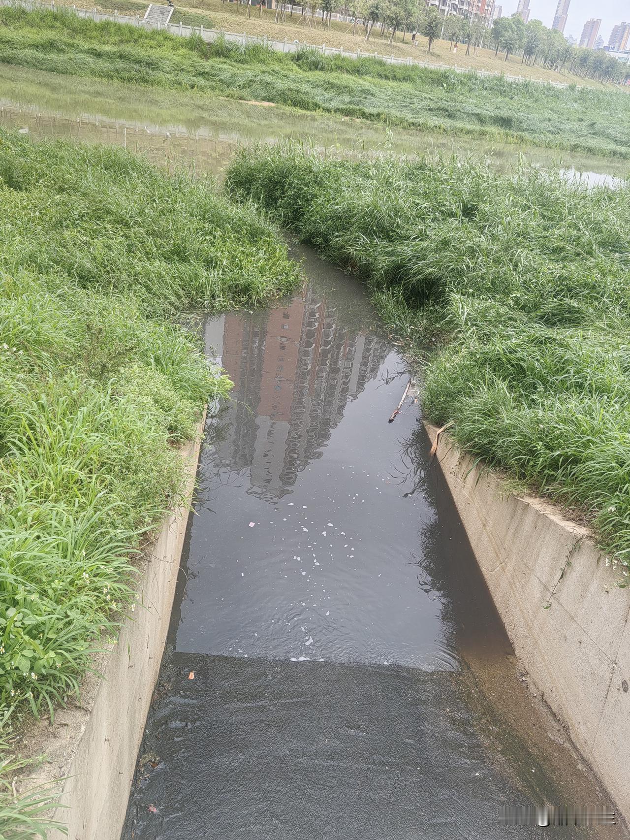 大亚湾的坪山河真可谓是包容一切，好像什么都可以往里面汇入。单就这一个口子，我不知