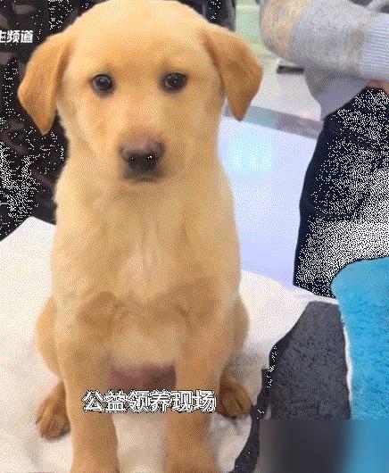 北京，一公益领养现场，一只狗子在等待有缘人领养它时，虽然眼神中满是害怕和不安，但
