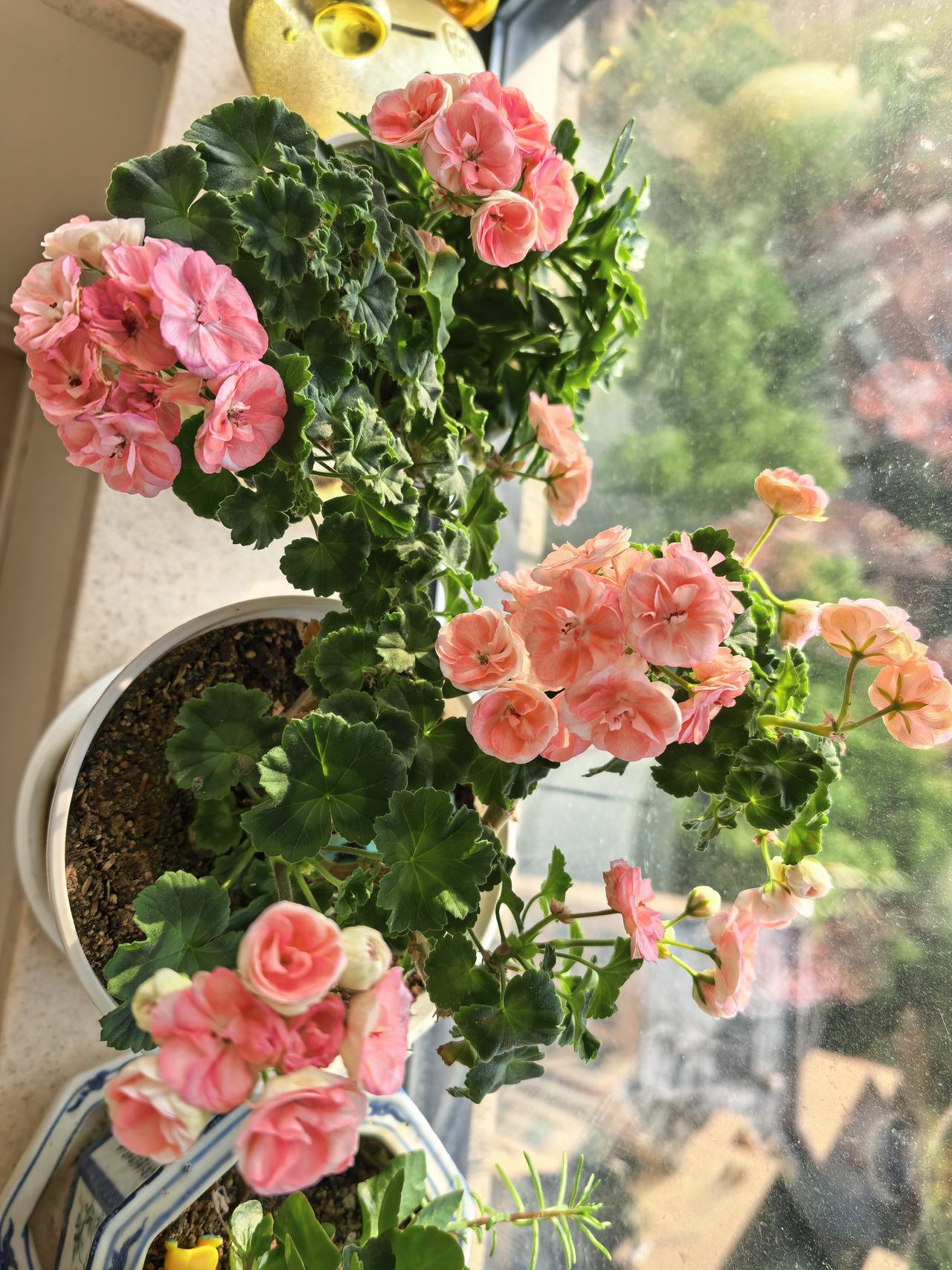 玫瑰小姐天竺葵～
