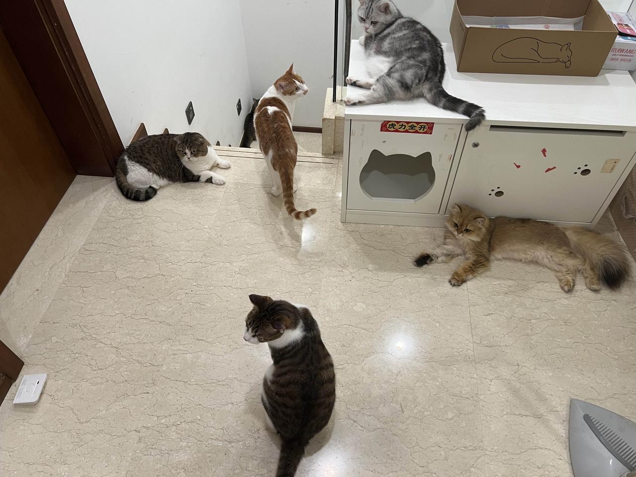 这是要开猫猫早会吗[大笑]