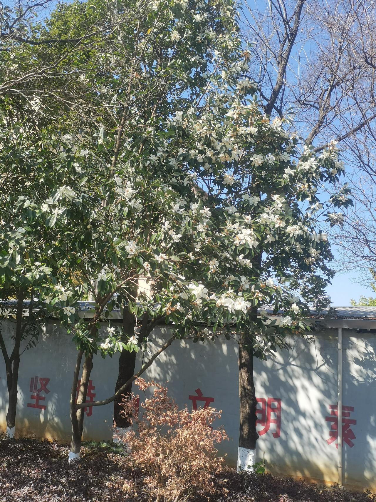 这个在昆明一公园里面见到的，是什么树，开的花是白色的，在这个植物王国，云南的植物