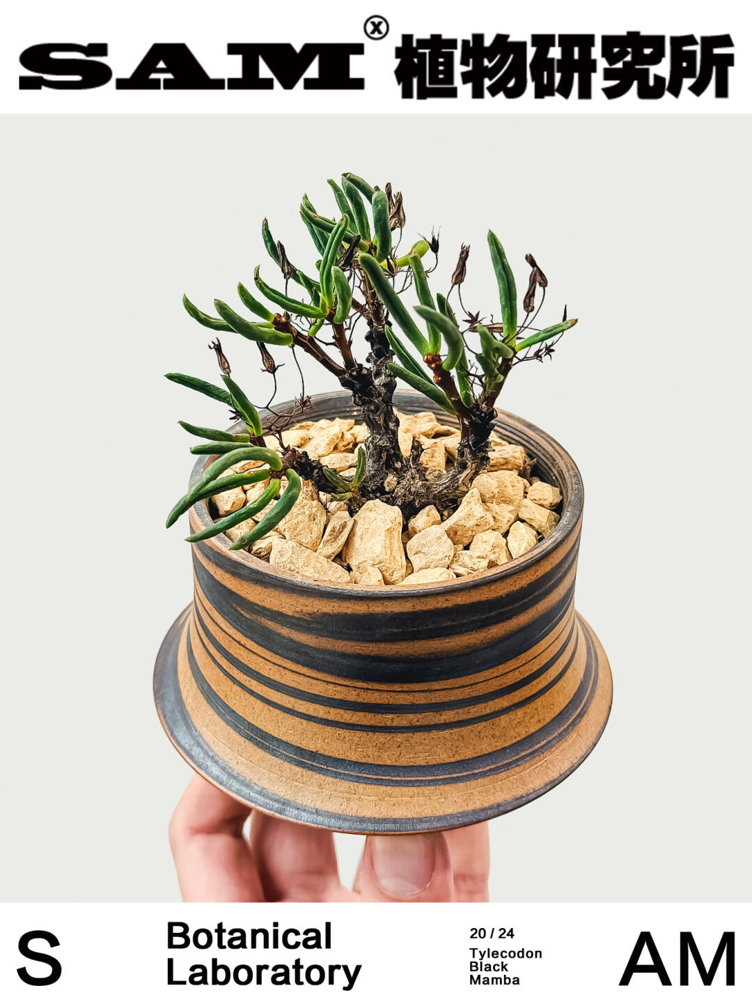 黑曼巴｜Tylecodon Nigricaulis