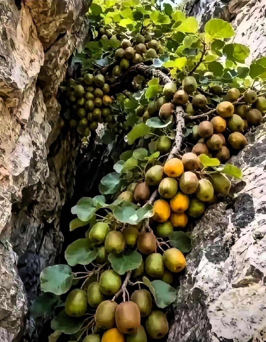 近日，一位护林员在巡山路过深谷时，没成想，竟意外发现一处陡峭的岩石裂缝中，长出了