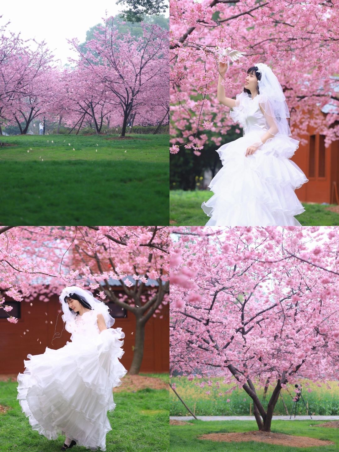 3.7东湖樱园开园❗️这份拍照攻略请收好