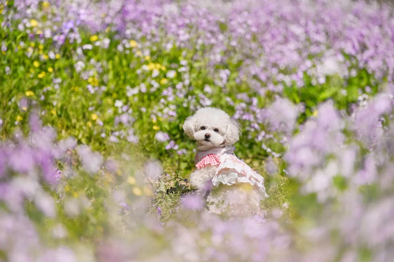喜欢紫色花海的宝宝们注意
紫色花海还有8天结束，今年错过再等明年🤪
【花季拍摄