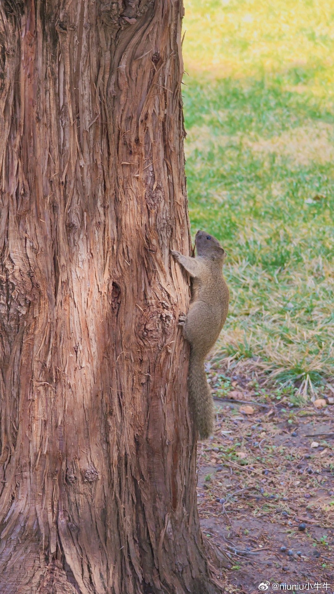 天坛的春天，有花有萌物，刚刚好。 3月19日随拍  摄影