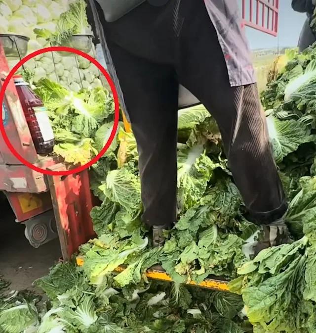 河北康保县，博主暗访白菜装车现场，工人在装车前把白菜根部直接蘸入标注“甲醛溶液”