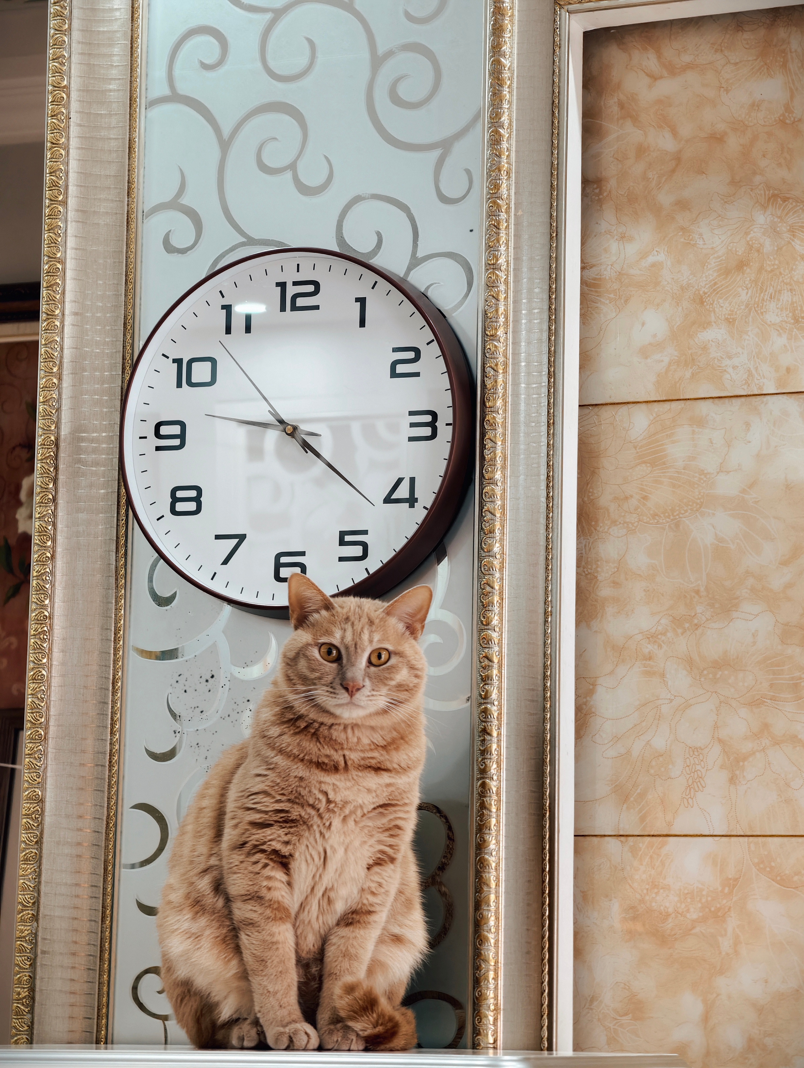 初三一定记得睡懒觉初一早，初二早，初三睡的非常好，橘子醒的比我早～早安橘子来了