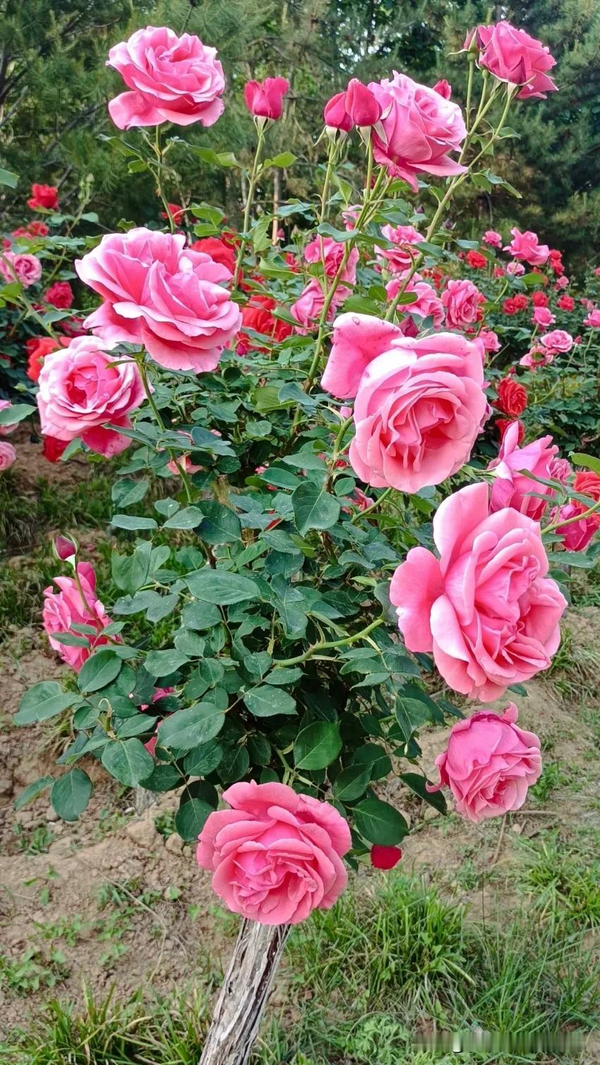 #分享你手机中的花花草草#漂亮不？