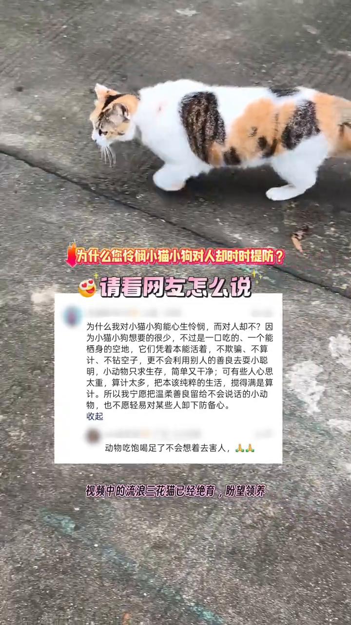 为什么您怜悯小猫小狗对人却时时提防？请看网友怎么说。
为什么我对小猫小狗能心生怜