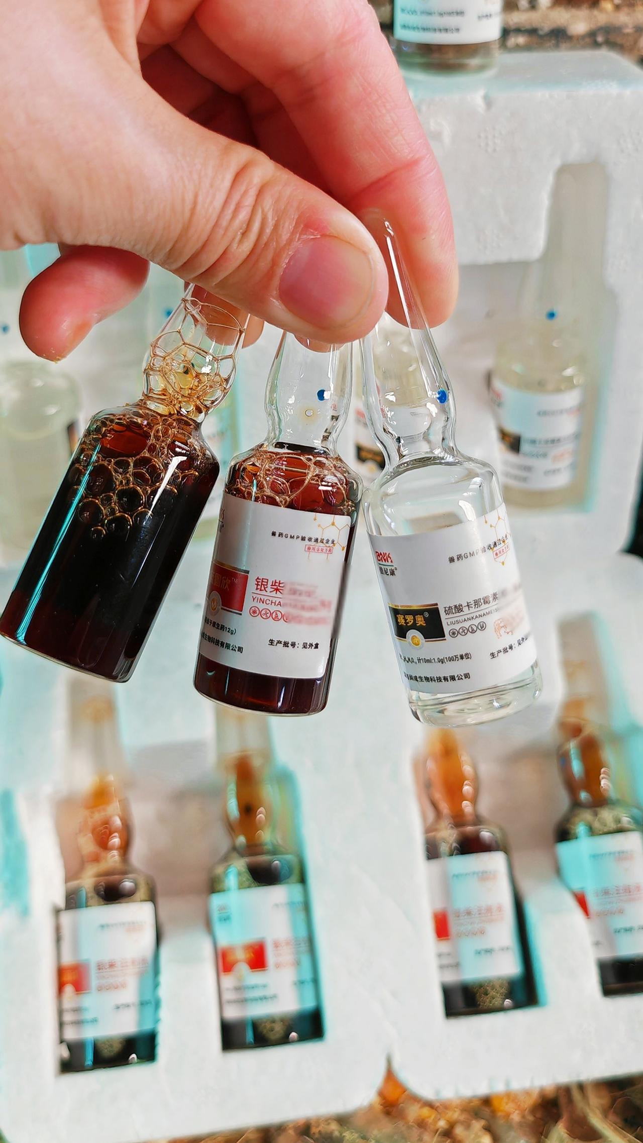 养羊人 牛羊养殖 农村养羊