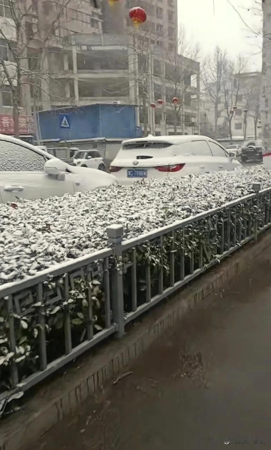 洛阳下雪了！
3月3日早晨，雪花纷纷扬扬地飘落，
树上、停着的车顶上，
都覆上了