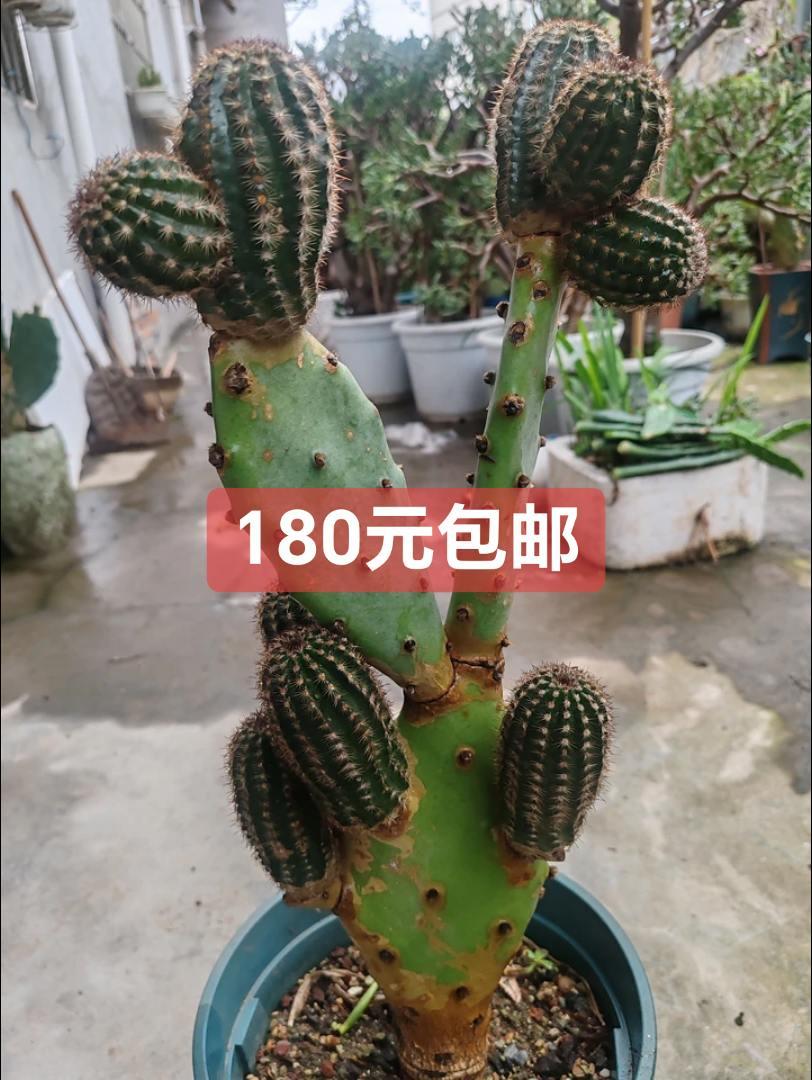 180元包邮，原价380元