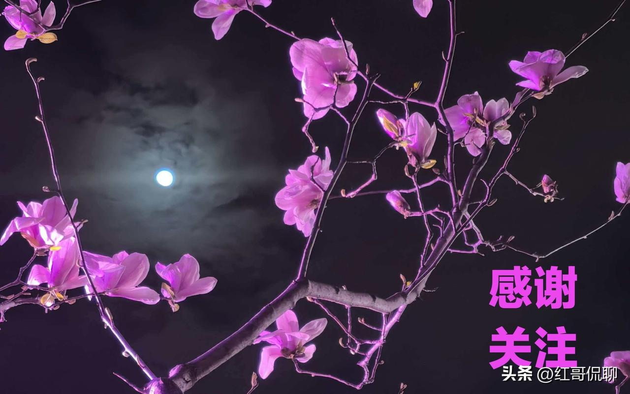 一轮明月，迷幻灯彩，疏枝剪影，优雅玉兰，晚上的北京国际雕塑园玉兰如诗似画。