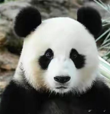 锦心是不是统一了全球人类的审美？看见过锦心的两脚兽都会被她的美貌折服。[爱慕]