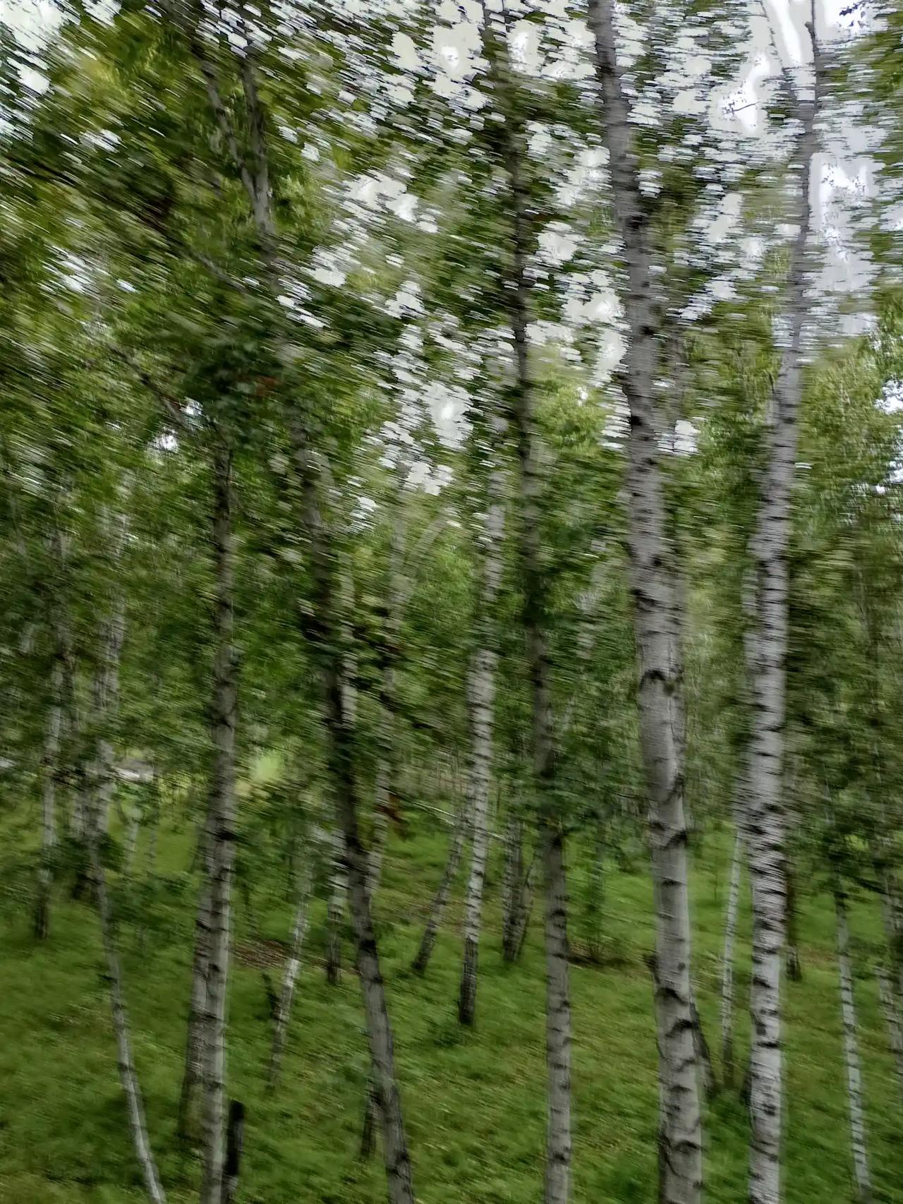 白桦林小溪流。
山涧听泉，在白桦林中小溪流源头。水头不高，也有叮咚作响之声。夏季