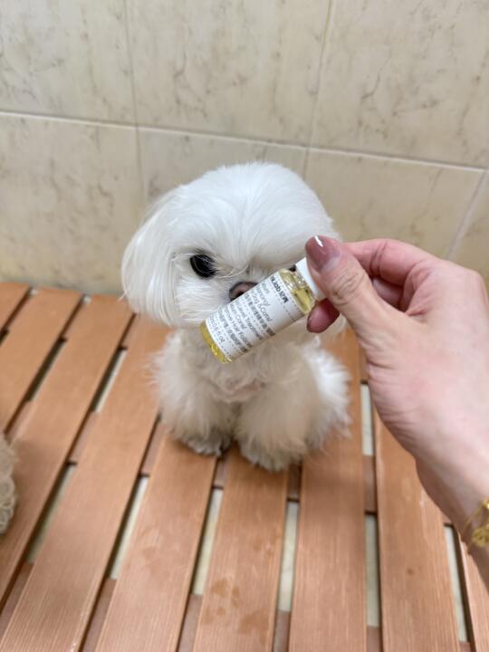 小狗洗澡日