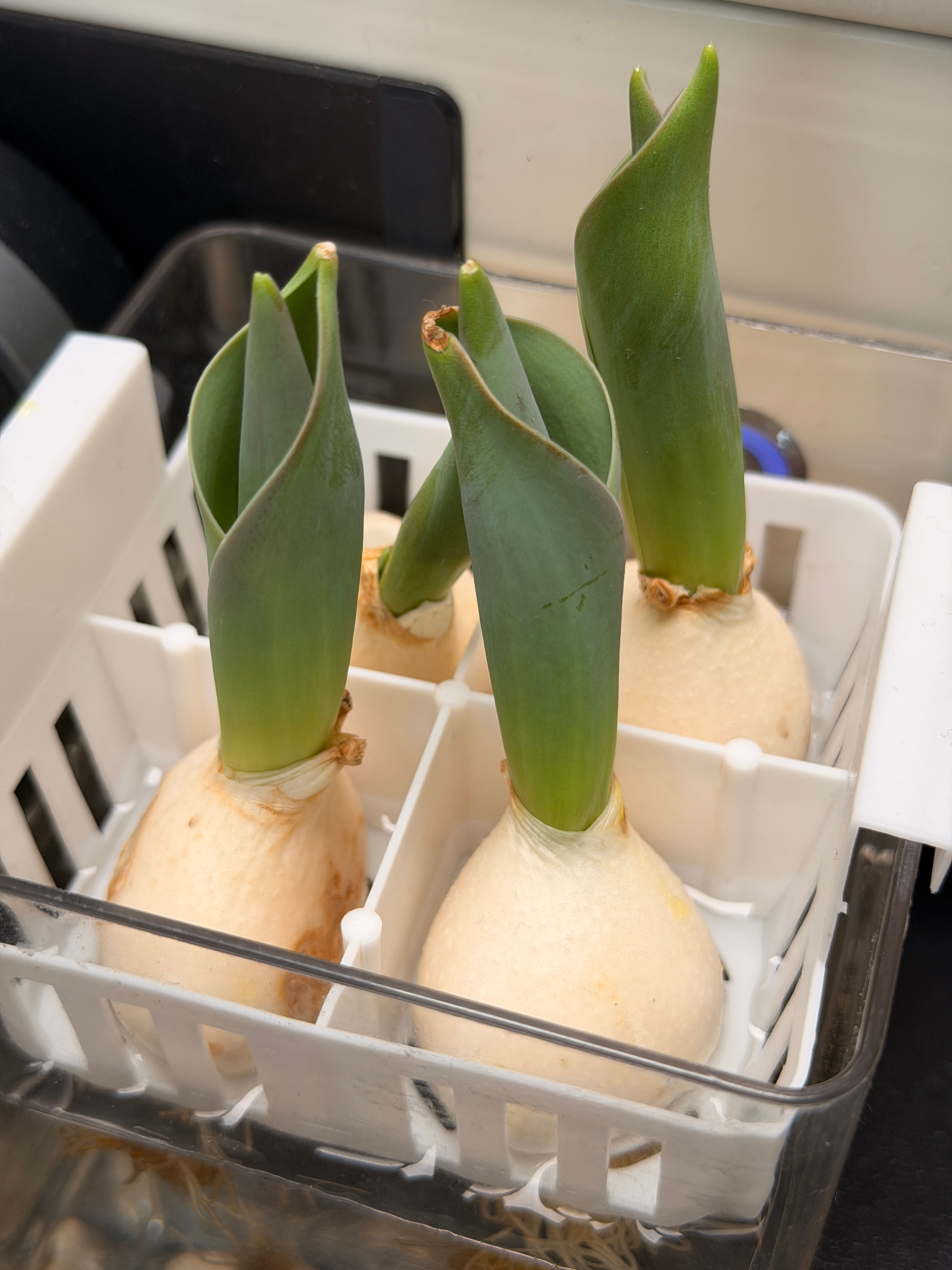 同事养的郁金香，我还以为是大蒜呢我们工作室真的蛮有趣的～咖啡机-电竞房-上下铺-