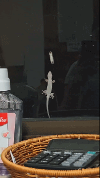 好消息：发现猎物了坏消息：手出汗没站稳 ​​​