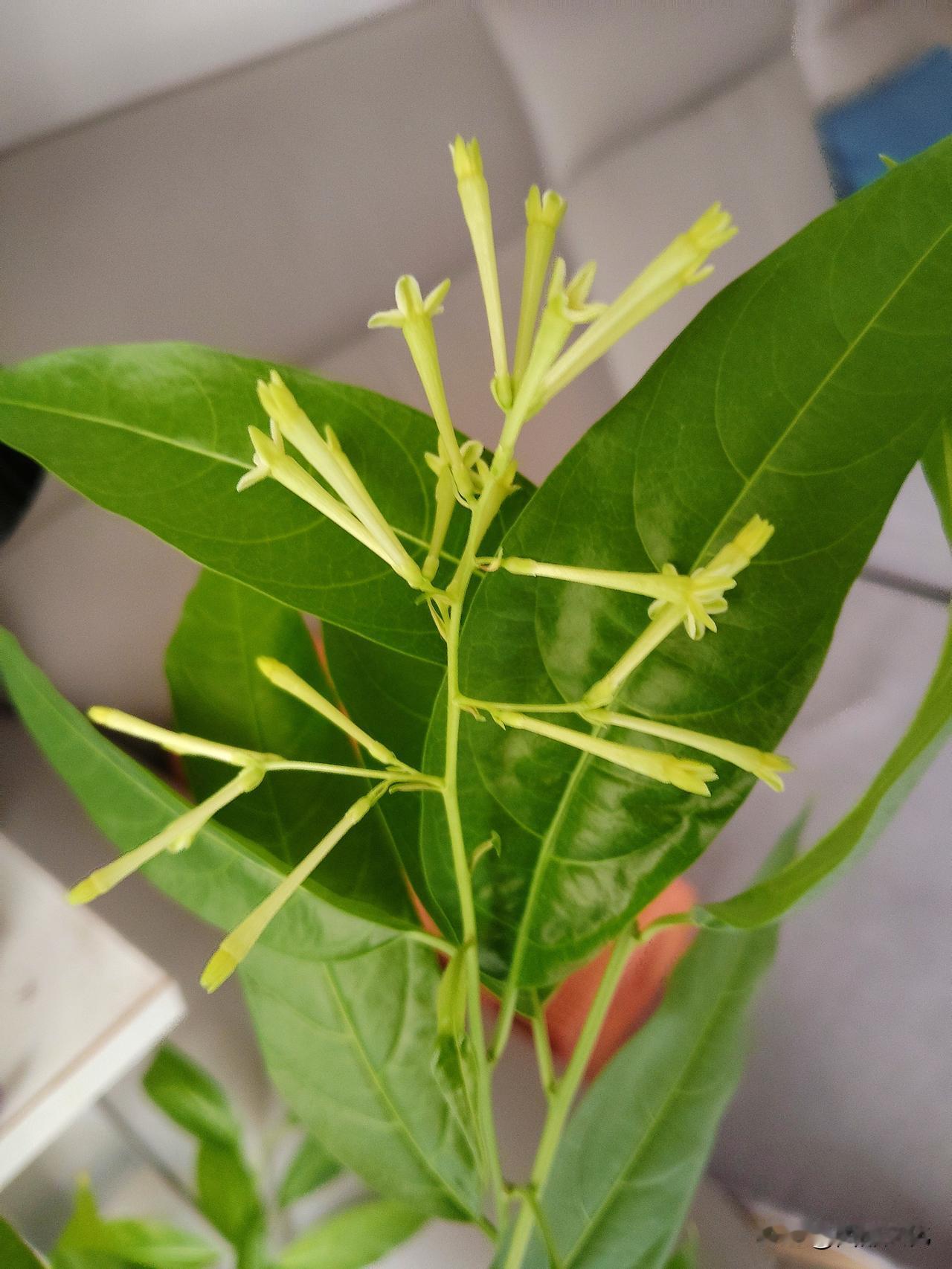 黄庭坚有“花气熏人帖”，是大草。没想到，一到夜晚，夜来香散发出浓香，熏得人有些招