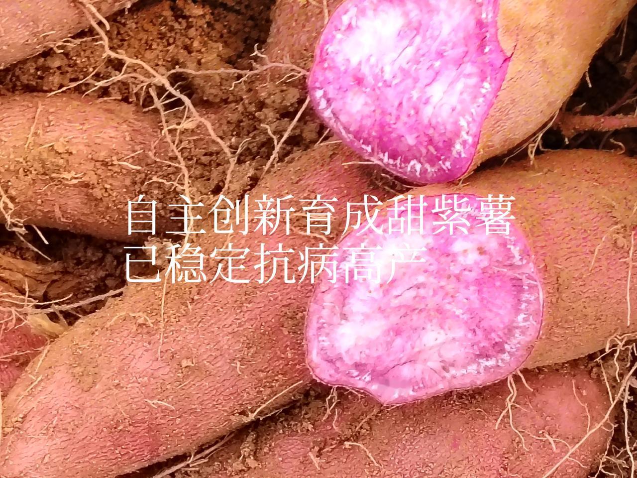 一一兔哥
科海拾珠，创新有道，大田中採集开花结果的种子。育苗栽植。选择抗病、丰产