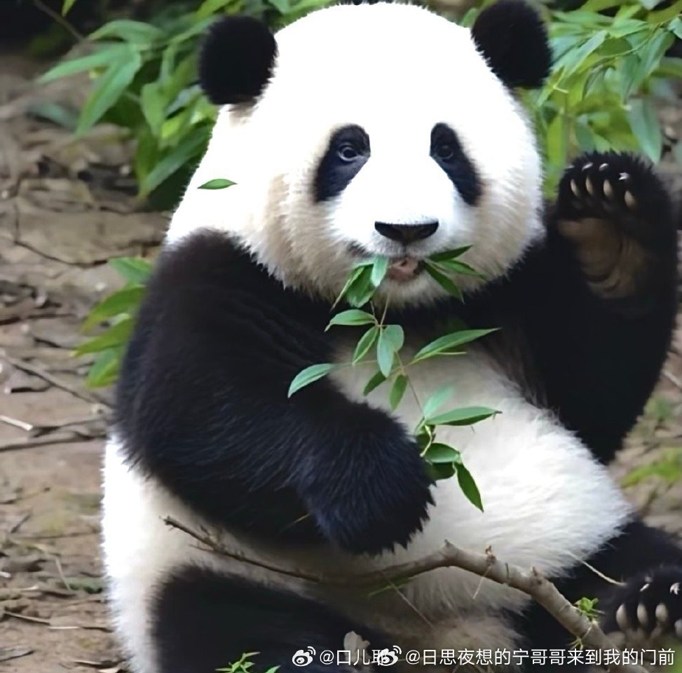 🤗生活奇奇怪怪，你得可可爱爱，元气满满，开启新的一天，早安！ 