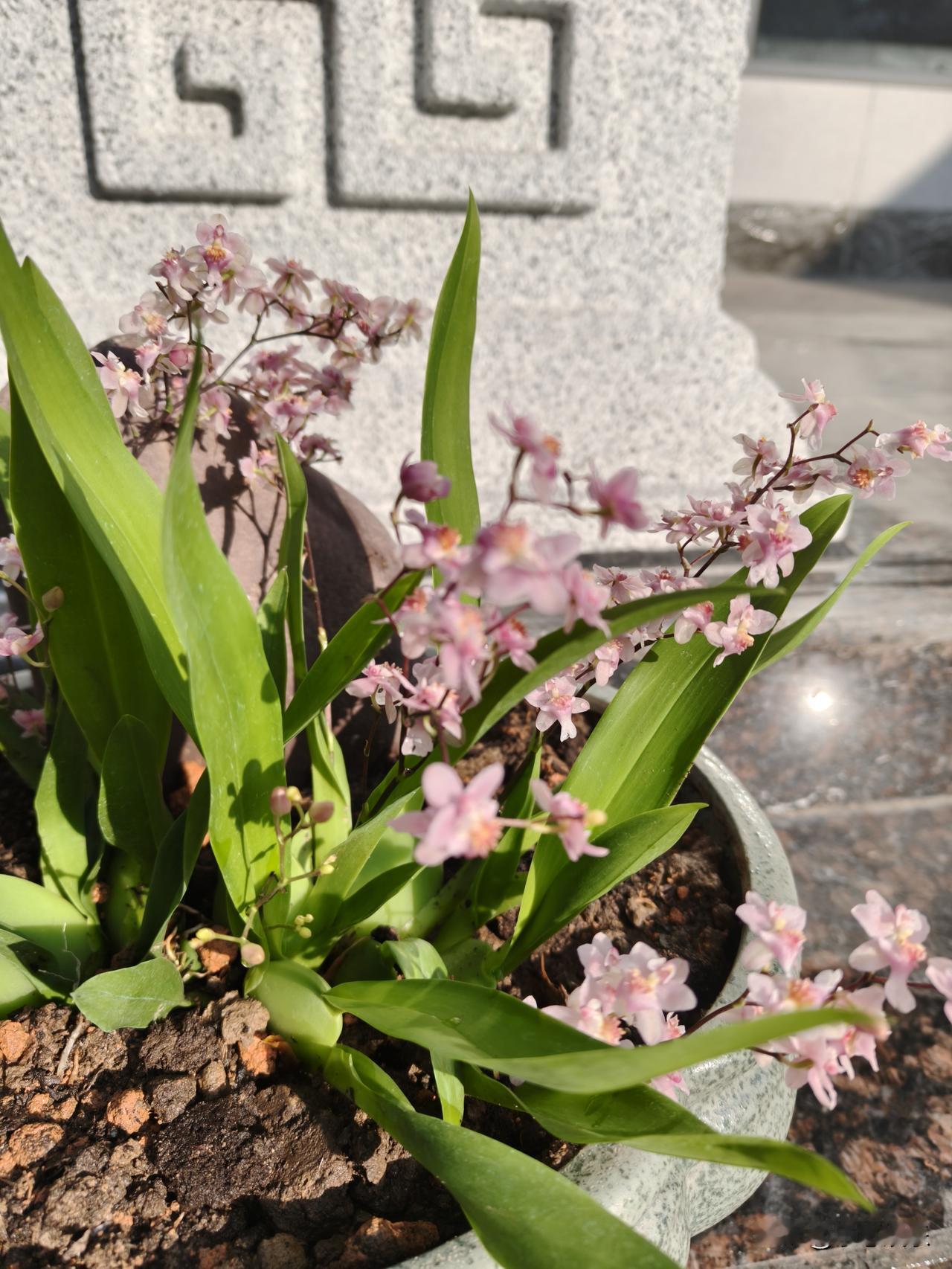 冬日暖阳下，一盆盛开的粉色兰花，花盆里面放了一块石头，石头静静地卧在花盆中，它的