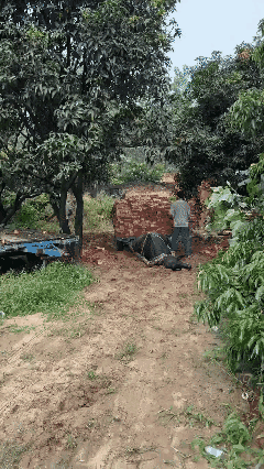 天呐  是人干的事吗  这牛遭罪了[流泪]
