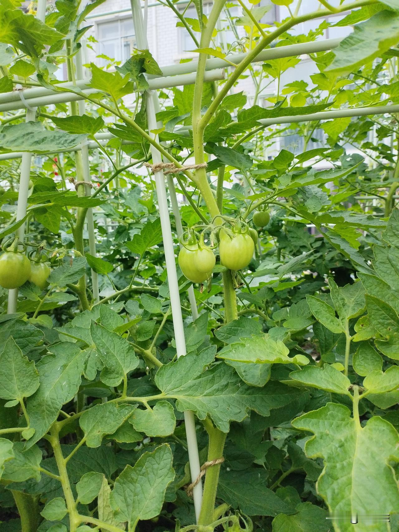 柿子吟
天旱少雨秧打蔫，
偏有蝴蝶翩花间。
芊手持壶撒玉露，
请续句……
（云霞