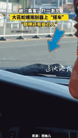 8月11日，辽宁丹东，一名女子在车上时发现雨刮器上缠着什么东西，她起初以为是塑料