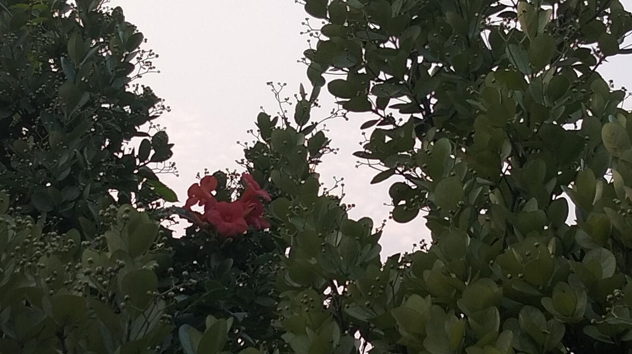 花朵唯美图片厚萼凌霄花。