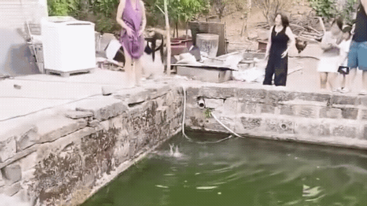 它打它，肯定有它的道理。
此时此刻，好似岸上站着的几个人，可能没一个会水的。
估