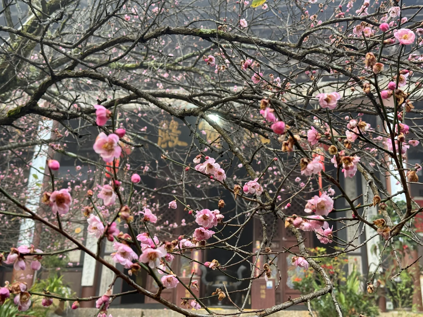 石屏秀山寺｜飘香了800年的宋代梅花，盛放中！