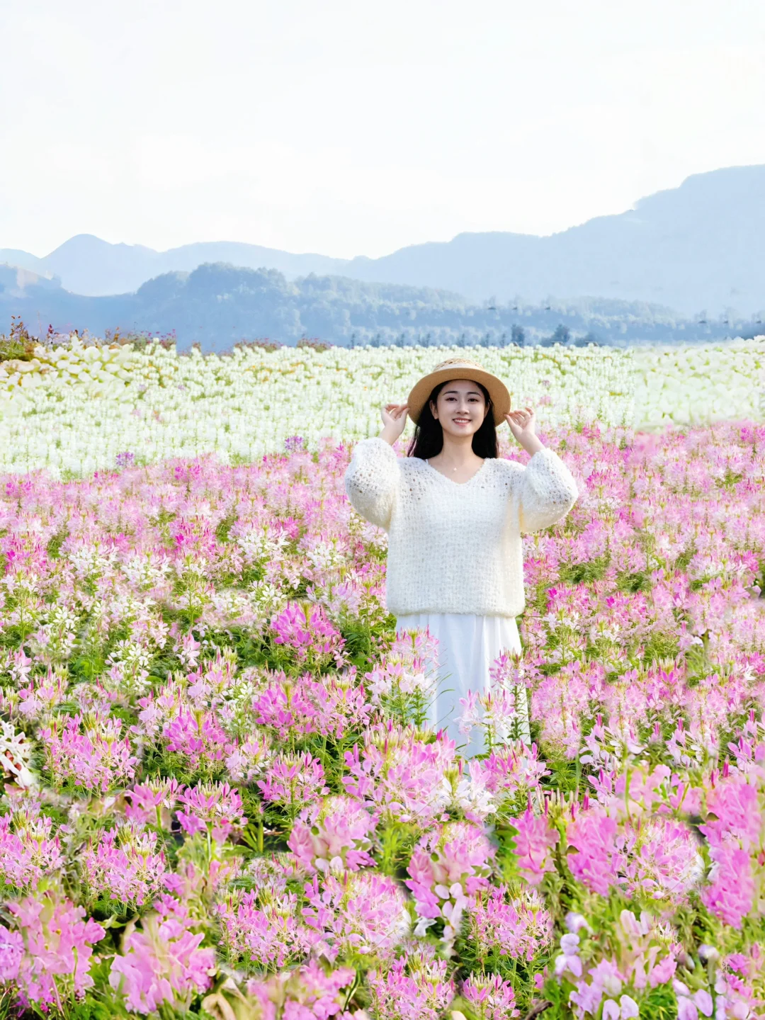重庆秋日｜醉蝶花海与红枫林并存，太好拍啦～