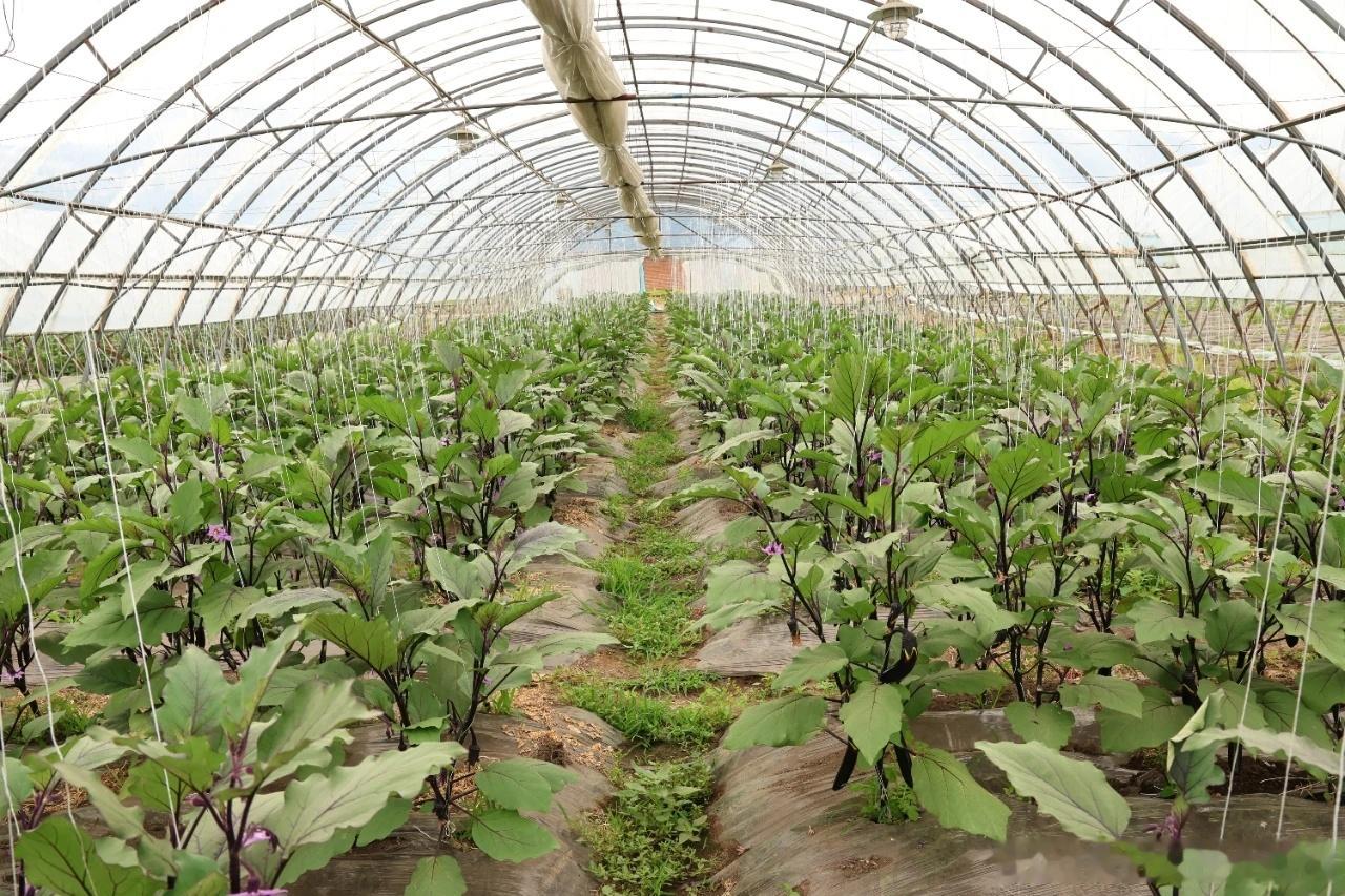 黑龙江网事万千气象看龙江 盛夏时节，龙江森工 柴河林业局有限公司依托果蔬基地推进