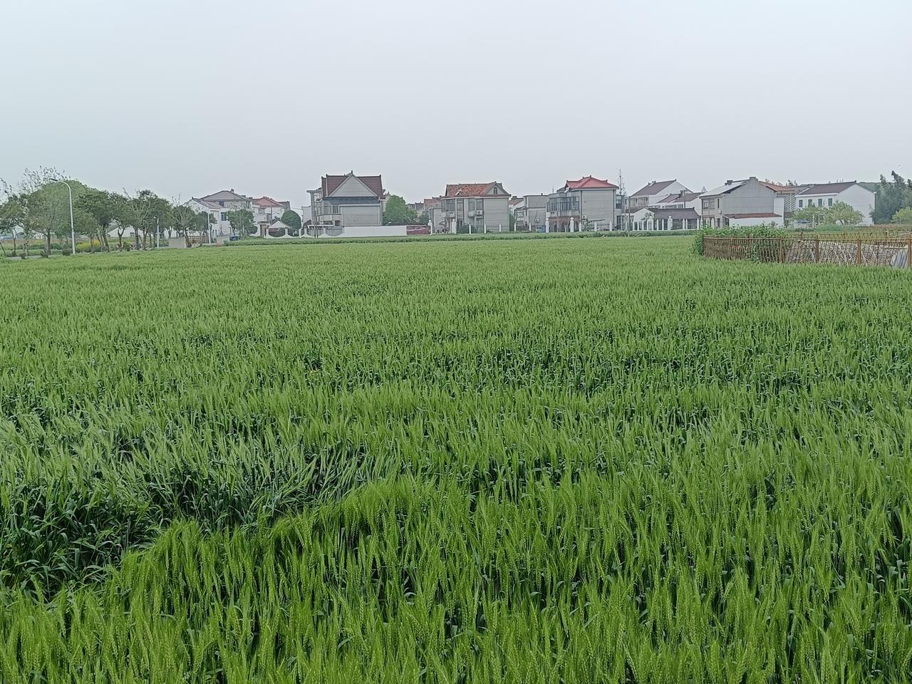我的一张乡村照片
