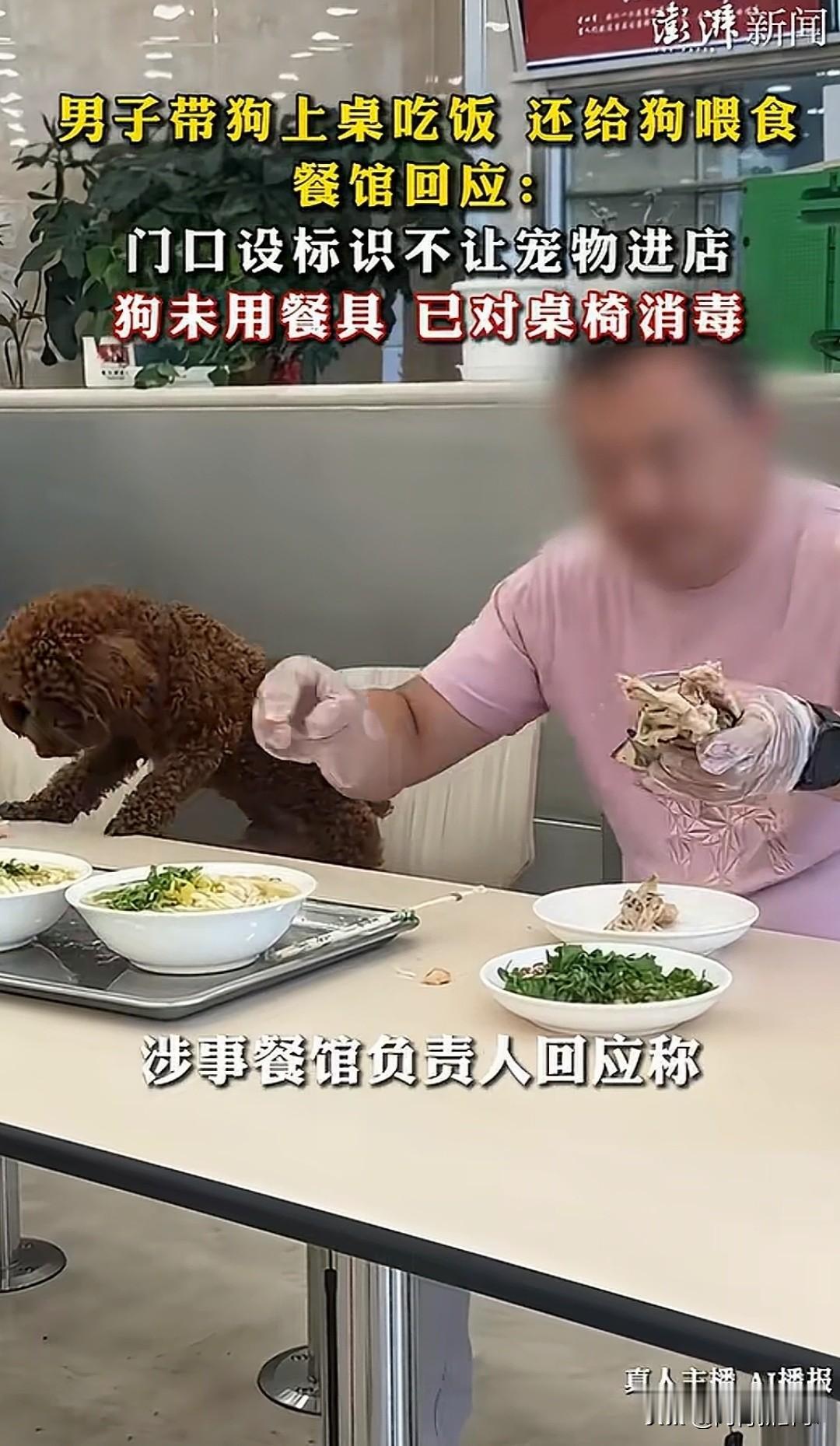又一狗狗上桌吃饭火了！6月16号中午，沈阳沈辽东路老四季抻面馆，店里坐满了人，一