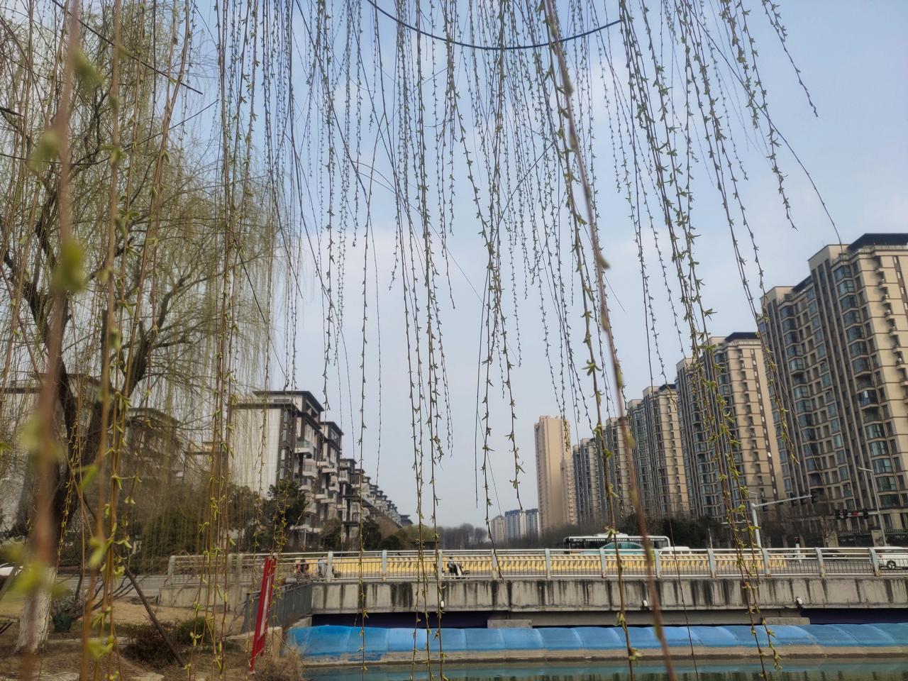 ☀️春日河畔，垂柳依依，微风习习，草地上绿意盎然，各种花儿也开始绽放，处处展现出