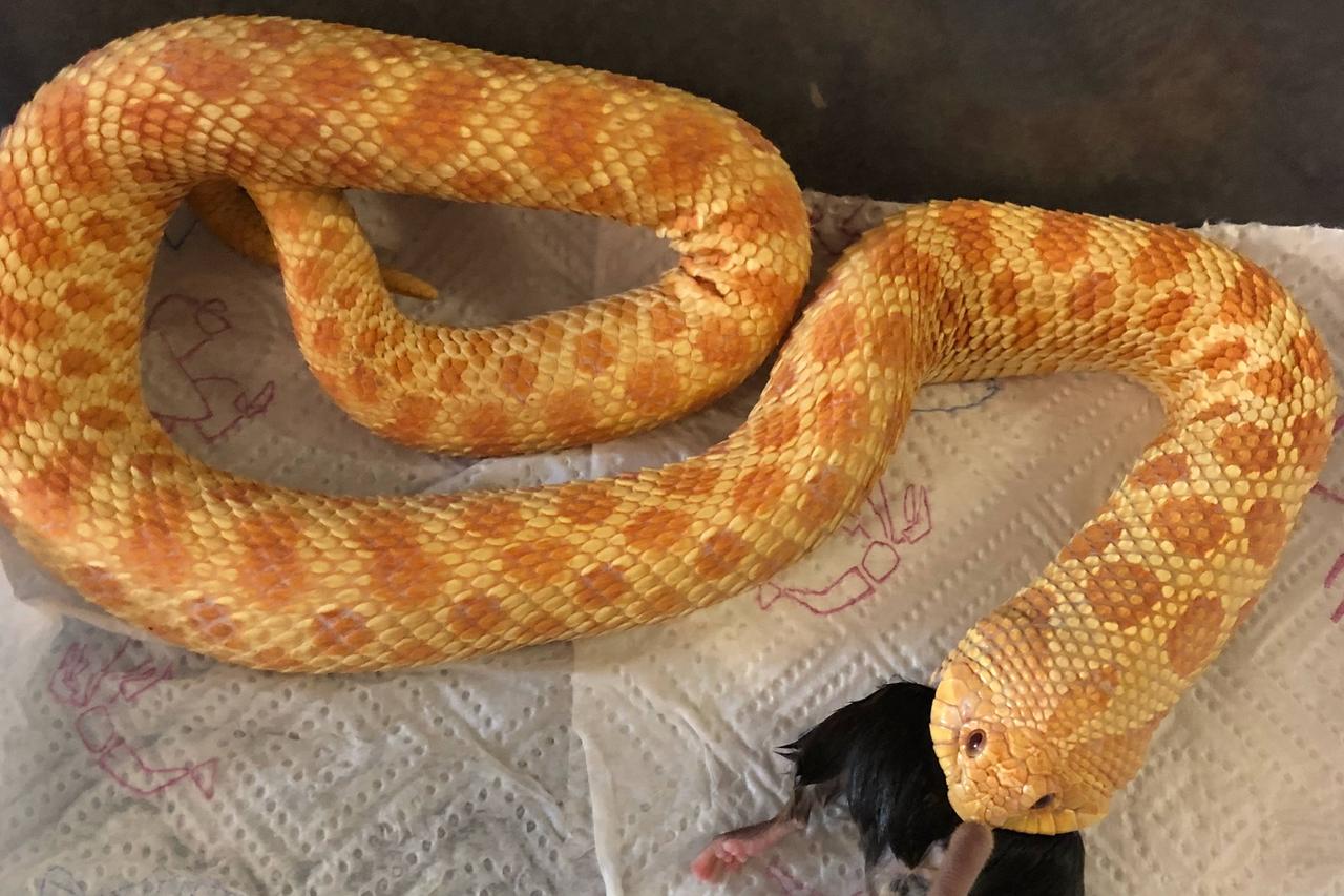 如果你以为猪鼻蛇只是顶着萌萌猪鼻子、凭借“微毒”标签混成爬宠圈“新手村宠”的演员