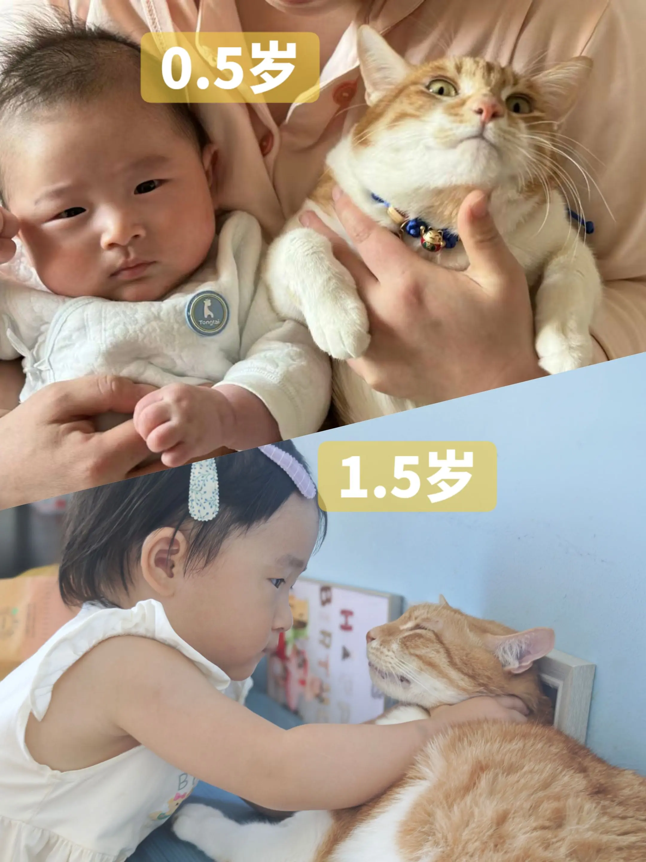 大橘:我说吧，早早的就感觉到不妙了……  🐱孩子也是孩子