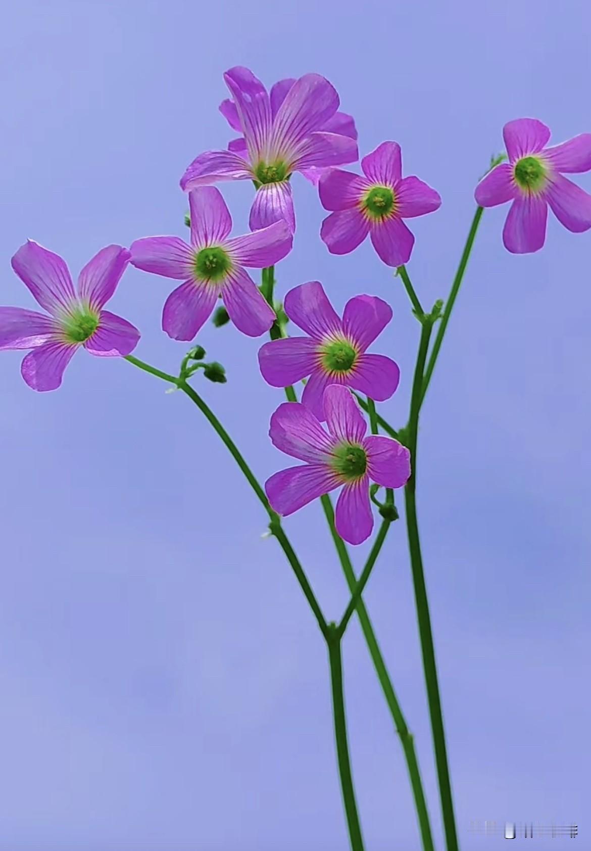 野花不种年年有，
烦恼无根日日生。
把烦恼带出门，
让春风帮你吹散。