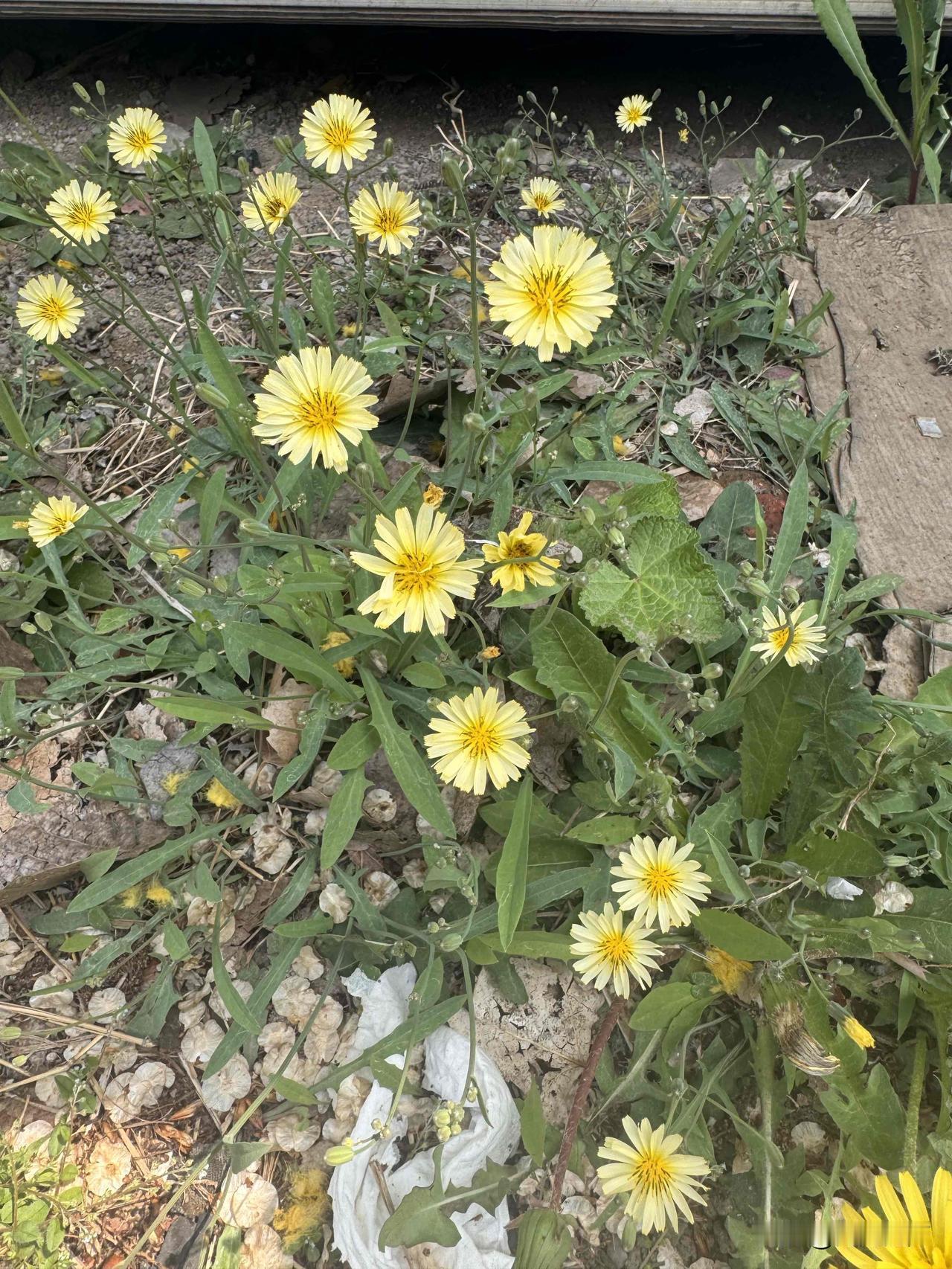 面临现在的困苦和压力，人不能垮，活着就是希望，都这样了还怕什么呢？