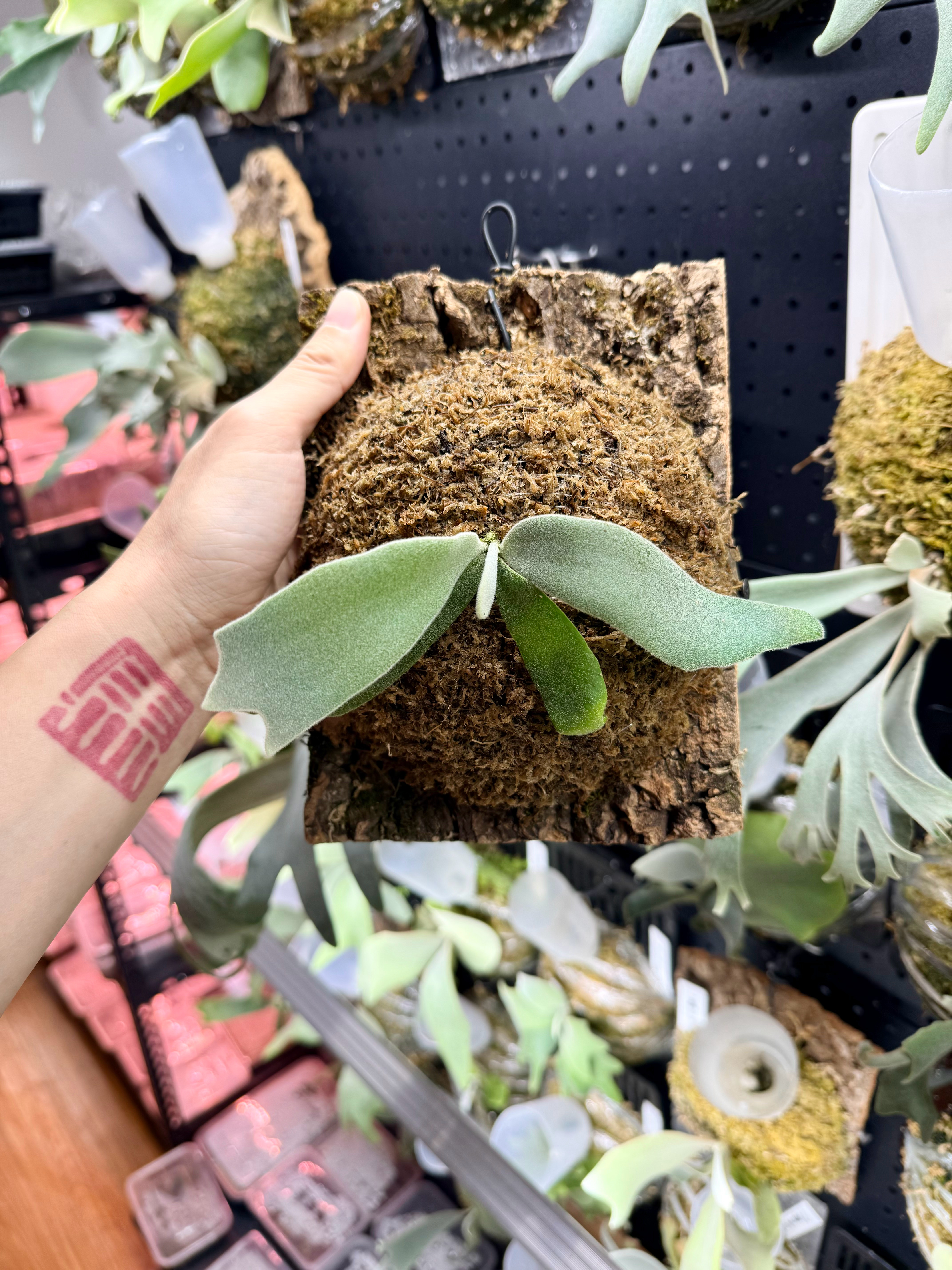 给花友挑的鹿角蕨杯苗上完板 控控水 发货  ​​​