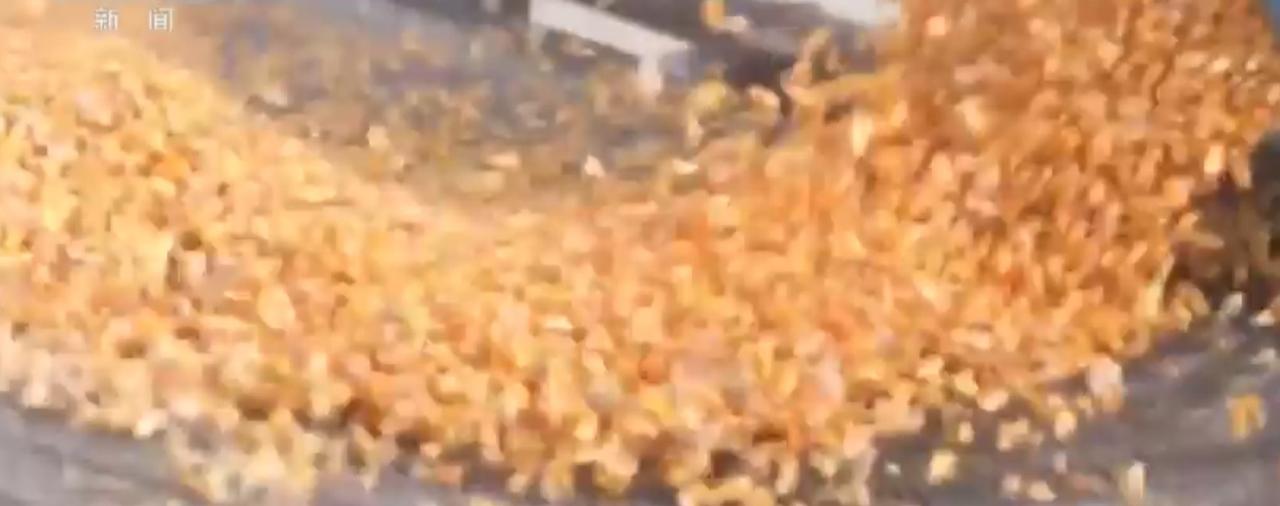 秋粮收购火热进行，全国收购量超3亿吨，沉甸甸的粮食铺满粮仓，筑牢了大国粮仓的压舱