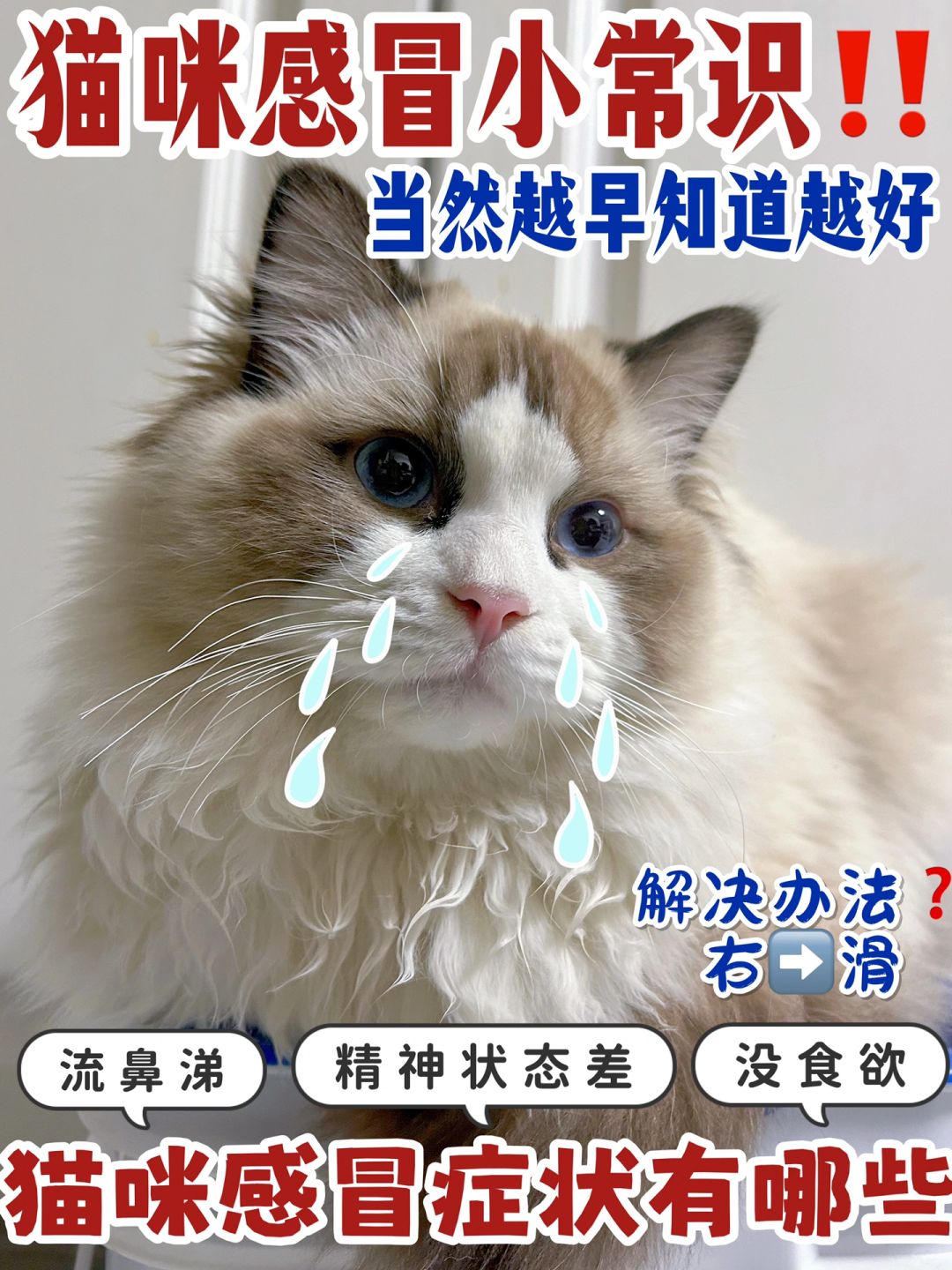 猫咪会感冒？铲屎官越早知道越好👍