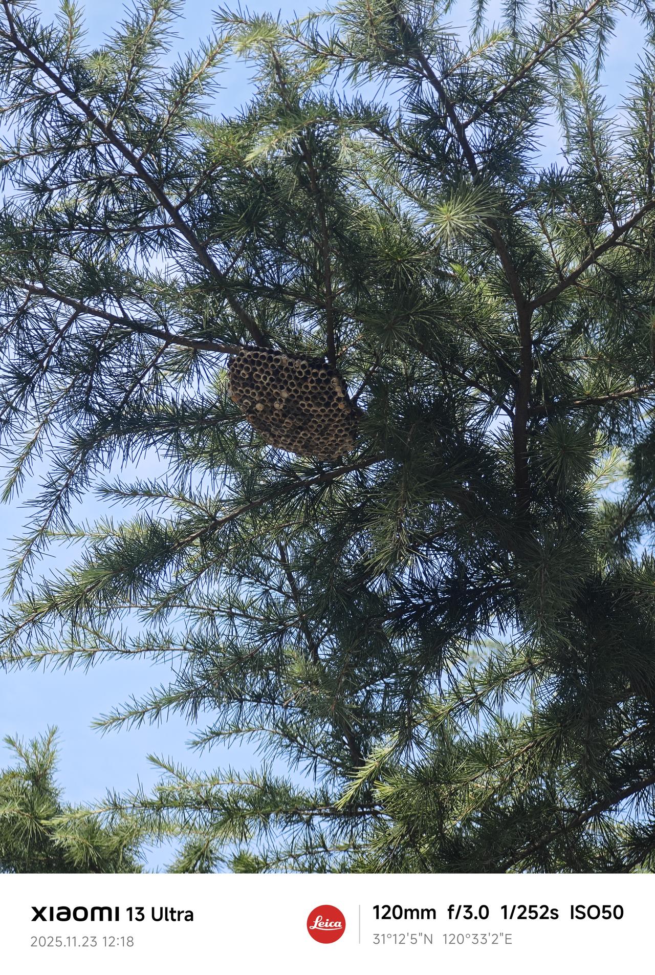 小时候农村捅过马蜂窝吗