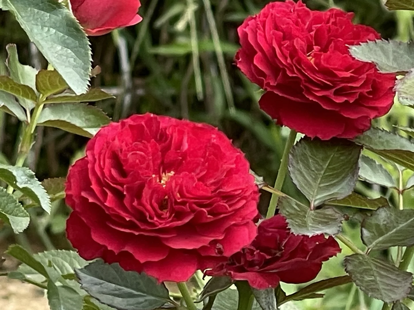 木村 金雀花 高温色正不褪色