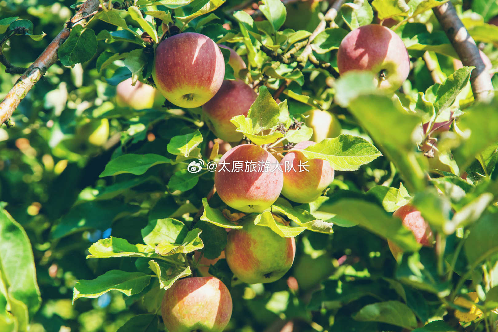 山西再添3个国家地理标志产品 近日，国家知识产权局发布《关于对交城骏枣等63个产